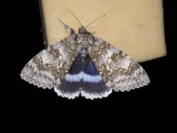 Attēlu rezultāti vaicājumam “Catocala fraxini”