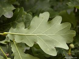 Attēlu rezultāti vaicājumam “Quercus robur Fastigiata leaf”