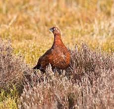 Image result for England Staffordshire Birding Club