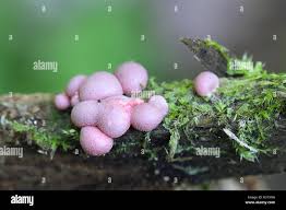 Attēlu rezultāti vaicājumam “Lycogala roseosporum”