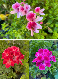 Attēlu rezultāti vaicājumam “Geranium palustre fruit”