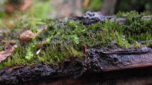 Attēlu rezultāti vaicājumam “Anastrophyllum hellerianum”