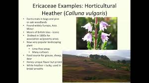 Attēlu rezultāti vaicājumam “Ericaceae”