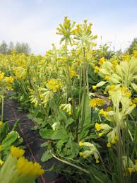 Image result for Himmelschlüssel