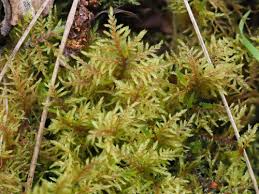 Attēlu rezultāti vaicājumam “Pleurocarpous mosses”