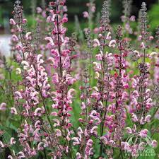 Image result for Salvia pratensis