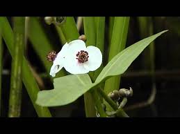 Attēlu rezultāti vaicājumam “Sagittaria sagittifolia”