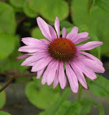 Image result for roter Sonnenhut