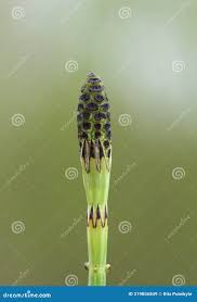 Attēlu rezultāti vaicājumam “Equisetum palustre”