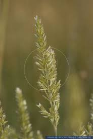 Attēlu rezultāti vaicājumam “Koeleria glauca flower”