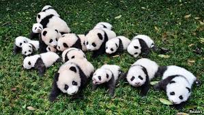 Image result for pandas