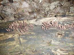 Attēlu rezultāti vaicājumam “Stemonitis splendens spores”