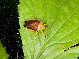 Attēlu rezultāti vaicājumam “Elasmostethus interstinctus”