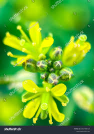 Attēlu rezultāti vaicājumam “Rorippa sylvestris flower”