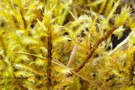 Attēlu rezultāti vaicājumam “Tomentypnum nitens”