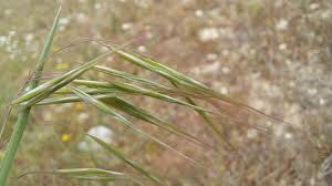 Attēlu rezultāti vaicājumam “Anisantha tectorum”