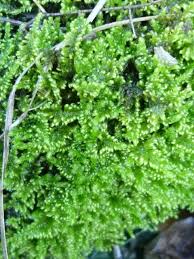 Attēlu rezultāti vaicājumam “Hypnum jutlandicum”