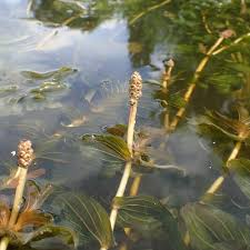 Attēlu rezultāti vaicājumam “Potamogeton perfoliatus fruit”