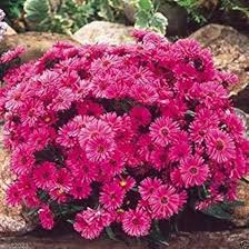 Image result for Aster alpinus