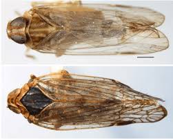 Attēlu rezultāti vaicājumam “Cixiidae”