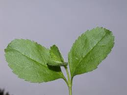 Image result for Veronica officinalis