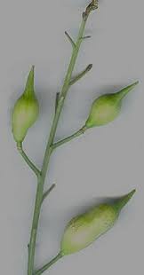 Attēlu rezultāti vaicājumam “Raphanus raphanistrum fruit”