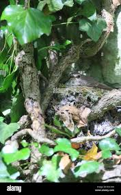 Attēlu rezultāti vaicājumam “Muscicapa striata nest”