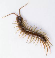 Attēlu rezultāti vaicājumam “Lithobius forficatus”