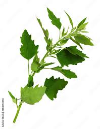 Attēlu rezultāti vaicājumam “Chenopodium album leaf”