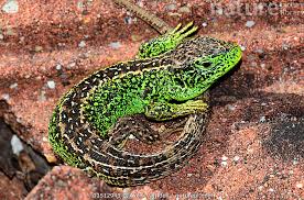 Attēlu rezultāti vaicājumam “Lacerta agilis male”