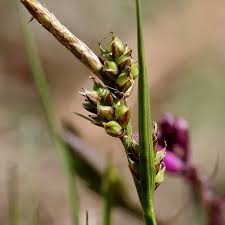 Attēlu rezultāti vaicājumam “Carex globularis”