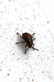 Attēlu rezultāti vaicājumam “Kleidocerys resedae imago”