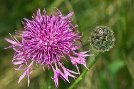 Attēlu rezultāti vaicājumam “Centaurea scabiosa”