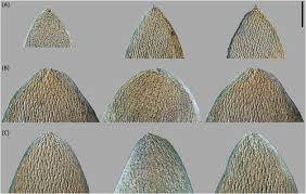 Attēlu rezultāti vaicājumam “Sphagnum balticum”