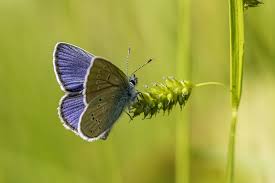 Attēlu rezultāti vaicājumam “Cyaniris semiargus male”