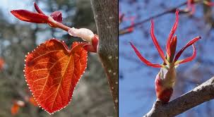 Attēlu rezultāti vaicājumam “Cercidiphyllum japonicum leaf”