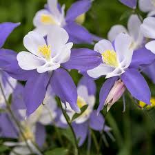 Image result for Aquilegia caerulea