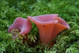 Attēlu rezultāti vaicājumam “Tremiscus helvelloides”