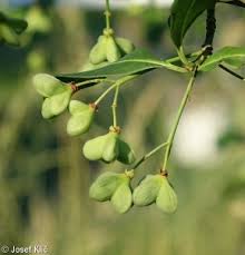 Attēlu rezultāti vaicājumam “Euonymus europaeus bud”