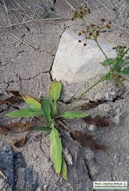 Attēlu rezultāti vaicājumam “Alisma lanceolatum leaf”