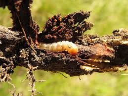 Attēlu rezultāti vaicājumam “Sesia apiformis”