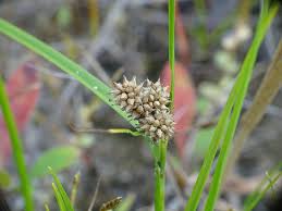 Attēlu rezultāti vaicājumam “Carex viridula flower”