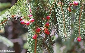 Attēlu rezultāti vaicājumam “Picea abies female flower”