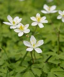 Attēlu rezultāti vaicājumam “Isopyrum thalictroides flower”