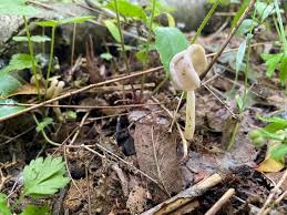 Attēlu rezultāti vaicājumam “Helvella elastica”