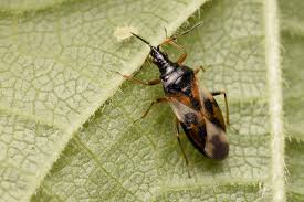 Attēlu rezultāti vaicājumam “Anthocoris nemorum”