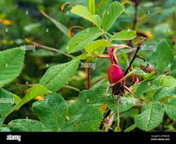 Attēlu rezultāti vaicājumam “Rosa majalis fruit”