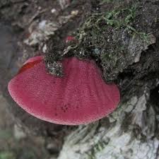 Attēlu rezultāti vaicājumam “Fistulina hepatica”