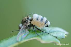 Attēlu rezultāti vaicājumam “Entomophthora”