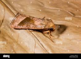 Attēlu rezultāti vaicājumam “Hydraecia micacea”